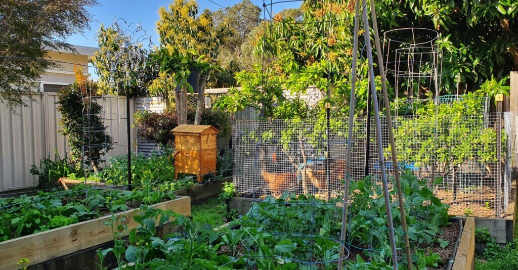 beehive-chickens-fruit-trees-garden promote Sustainability & support the Environment